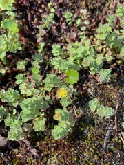 Hypericum anagalloides