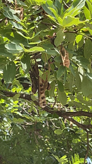 Robinia pseudoacacia