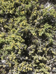 Drosanthemum candens