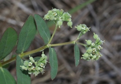 Euphorbia lasiocarpa