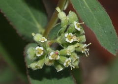 Euphorbia lasiocarpa