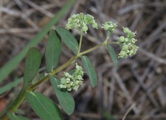 Euphorbia lasiocarpa