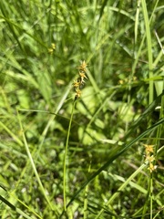 Carex echinata