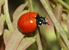 Cycloneda sanguinea
