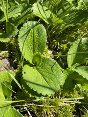 Leptarrhena pyrolifolia
