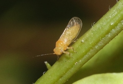 Heteropsylla
