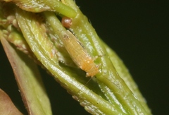 Heteropsylla