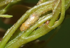 Heteropsylla