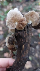 Crepidotus variabilis