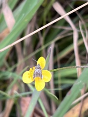 Anthophila fabriciana