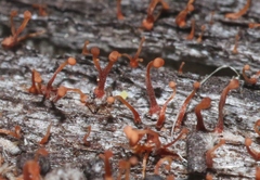 Nectriaceae