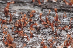 Nectriaceae