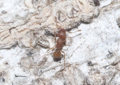 Wasmannia auropunctata