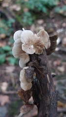 Crepidotus variabilis