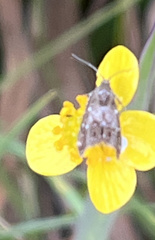 Anthophila fabriciana