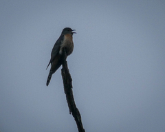 Cacomantis flabelliformis