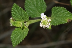 Lantana velutina