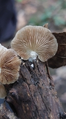 Crepidotus variabilis