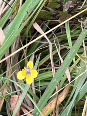 Anthophila fabriciana