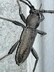 Osmidus guttatus