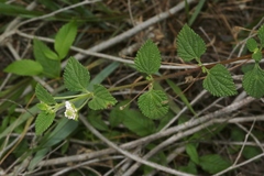 Lantana velutina