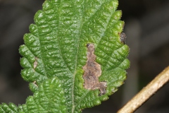 Lantana velutina