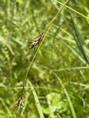 Carex luzulina