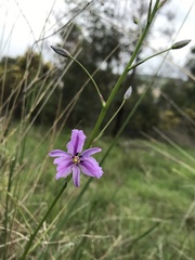 Arthropodium strictum