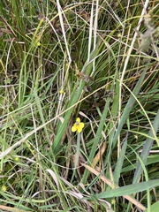 Anthophila fabriciana