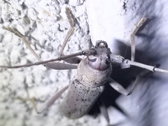 Osmidus guttatus