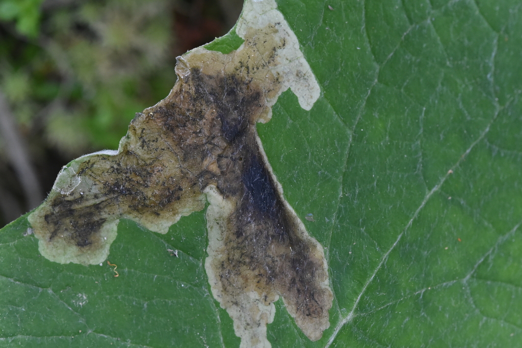Pegomya depressiventris