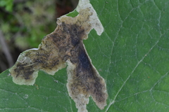 Pegomya depressiventris