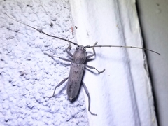 Osmidus guttatus