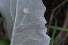 Pegomya depressiventris