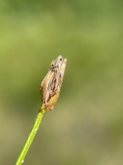 Trichophorum cespitosum