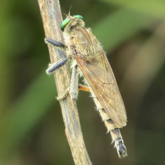 Promachus vertebratus