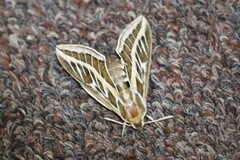 Hyles livornicoides