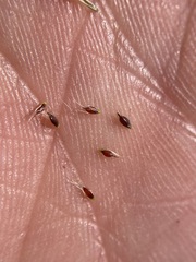 Trichophorum cespitosum