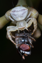 Thomisus spectabilis