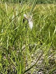 Eriophorum angustifolium