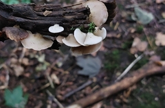 Crepidotus variabilis