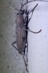 Osmidus guttatus