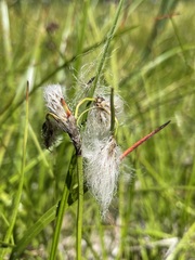 Eriophorum angustifolium