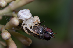 Thomisus spectabilis