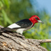 Red-headed Woodpecker - Photo (c) greglasley, some rights reserved (CC BY-NC), uploaded by Greg Lasley