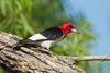 Red-headed Woodpecker - Photo (c) Greg Lasley, some rights reserved (CC BY-NC), uploaded by Greg Lasley