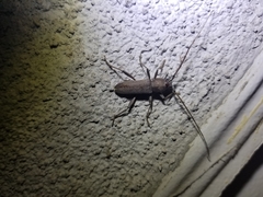 Osmidus guttatus
