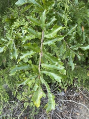 Quercus sinuata sinuata