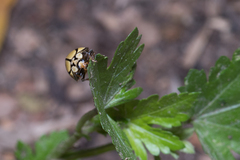 Harmonia testudinaria