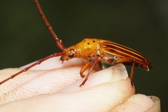 Oxymerus aculeatus